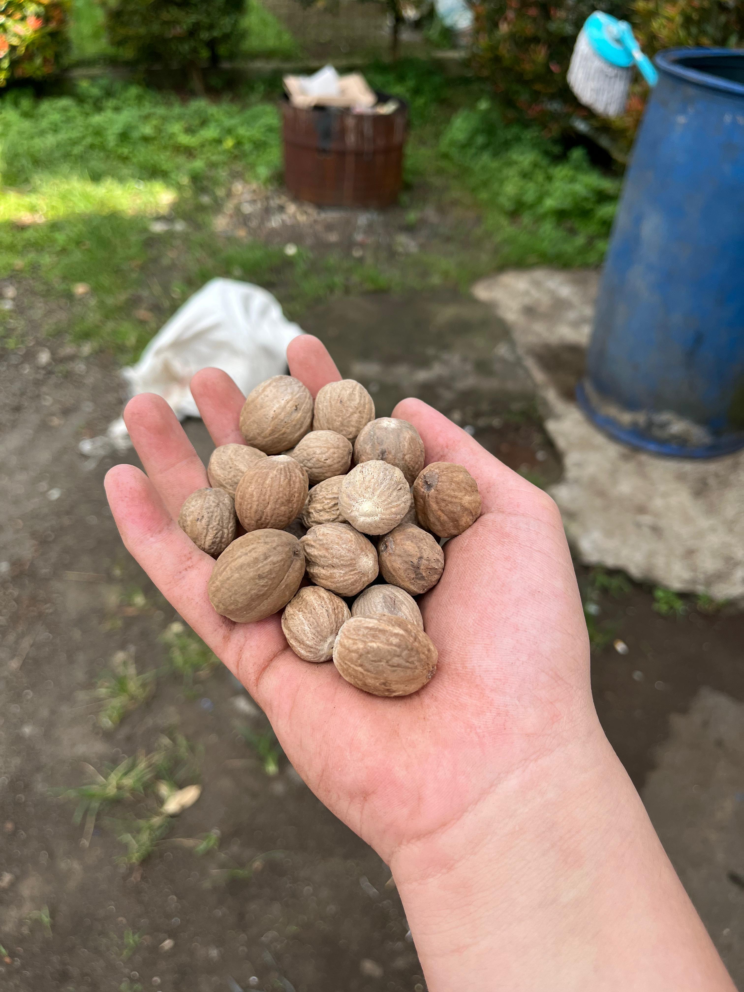 Nutmeg